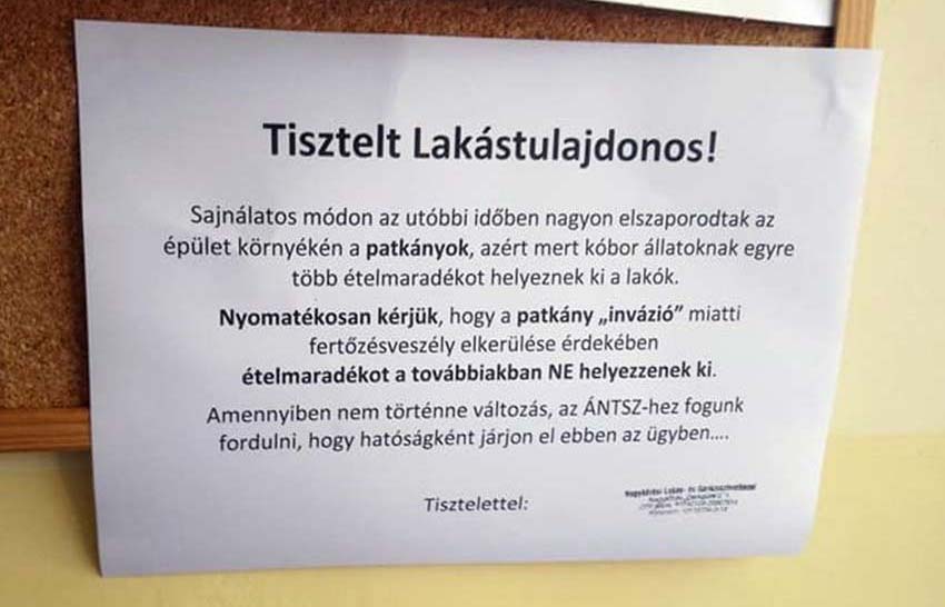 Patkányinvázió Nagykőrösön?