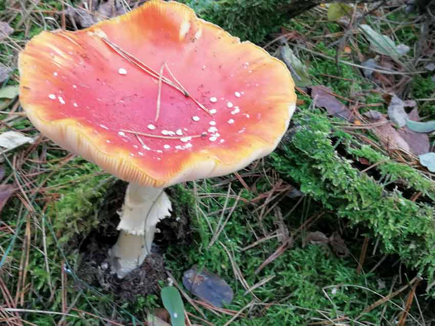 Melyik erdőben kirándulhatok? Mit vihetek haza?