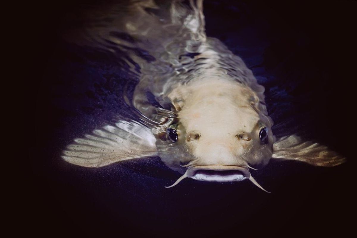 Hogyan válasszon megfelelő orsót harcsához?