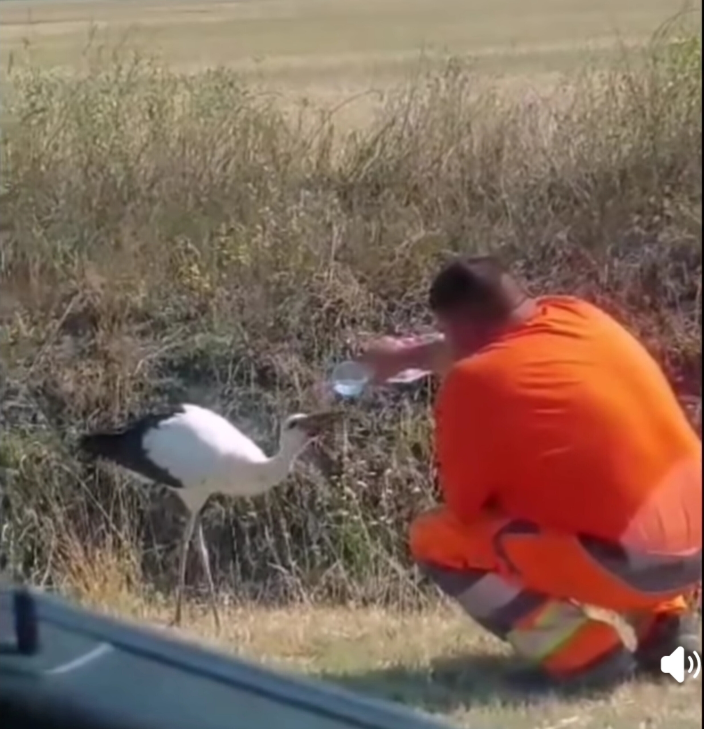 Flakonból itatta meg a szomjas gólyát az úton dolgozó férfi