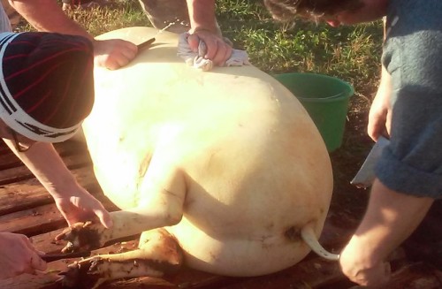 Ritkaságnak számít a mangalica vágás