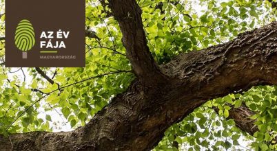 Hazai fák óriásai: Az Év Fájától a mi Basa fánkig