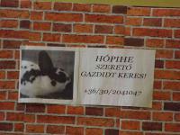 Meglepetés születésnap Csemőben
