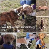 100.000 Ft a nyomravezetőnek – interjú Malicskóné Gulácsi Líviával