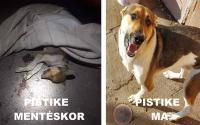 100.000 Ft a nyomravezetőnek – interjú Malicskóné Gulácsi Líviával
