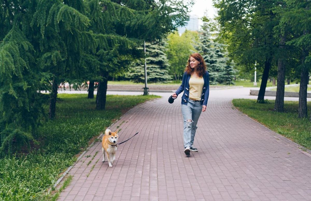 Gyógygombák kutyáknak